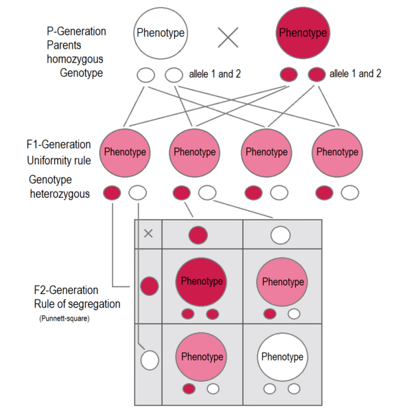 File:Intermediate inheritance P - F1 - F2.png