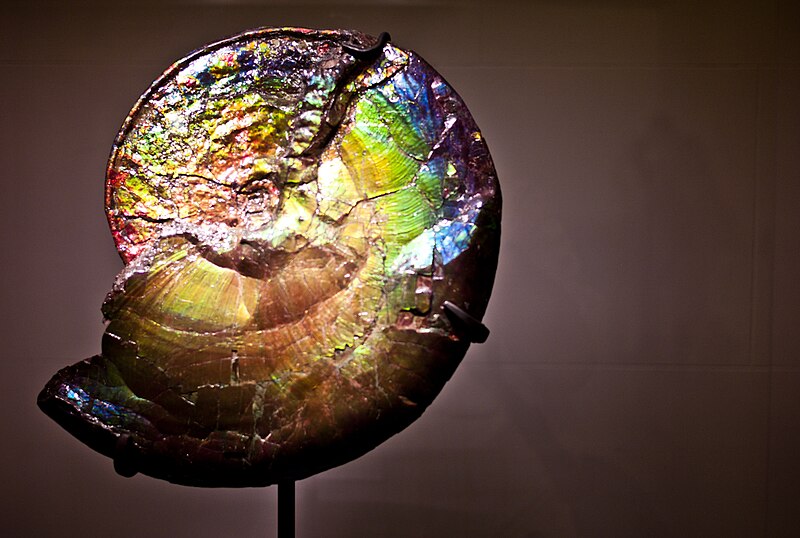 File:Iridescent Ammonite Fossil.jpg