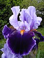 Iris 'Magic man'