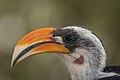 * Nomination Jackson's hornbill (Tockus jacksoni) male, Kenya --Charlesjsharp 23:07, 4 January 2017 (UTC) * Promotion Good quality. --Jacek Halicki 00:45, 5 January 2017 (UTC)