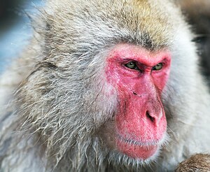 Japanese Macaque Fuscata Image 370 (cropped).jpg