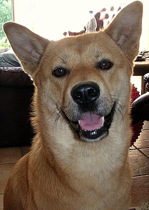 White dog laying on floor pictured from above. one leg extended on front. Ears pricked and slightly colored as is the tail. Long straight nose. Medium length hair.