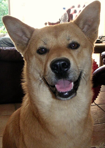 Chó Jindo