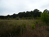 Català: Jonqueres de la rerapineda de Gavà III (Baix Llobregat) (Gavà). Aiguamolls i criptoaiguamolls. This is a a photo of a wetland in Catalonia, Spain, with id: IZHC-08001115 Object location 41° 16′ 22.08″ N, 2° 00′ 26.64″ E  View all coordinates using: OpenStreetMap