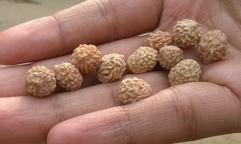 File:Jujube seed.jpg