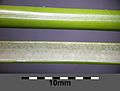 Glossy, grass-green stipe (cut through) with continuous pith