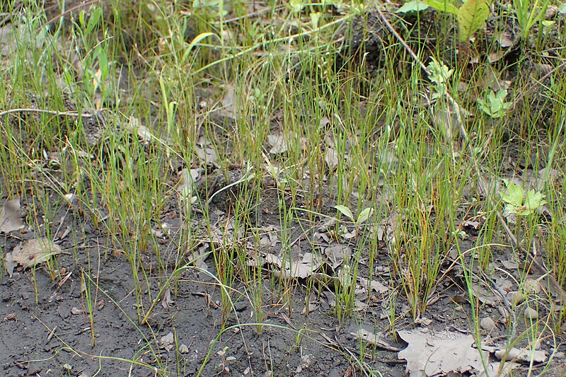 File:Juncus tenuis kz04.jpg