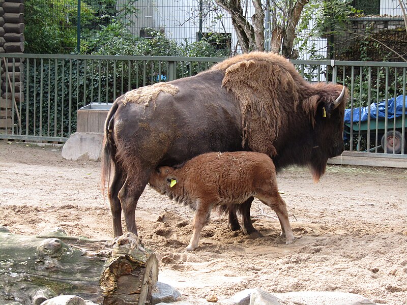 File:Junger Präriebison (Zoo Köln) (1).jpg