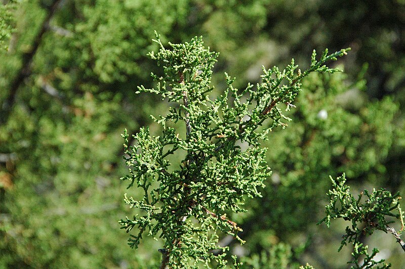 File:Juniperus pinchotii (redberry juniper) 2 (39959074151).jpg