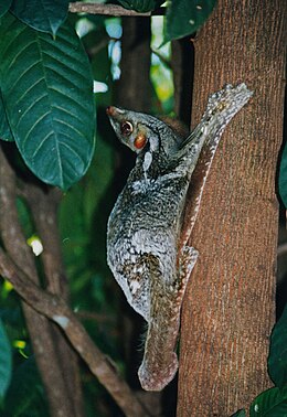 Maláj repülőmaki (Cynocephalus variegatus)