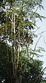 Y8 Moringa oleifera tree in the Philippines. Common Names: Kalamunggay (Cebuano) and Malunggay (Tagalog/Filipino).