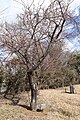 P086 河津桜 Kawazuzakura 全体の写真