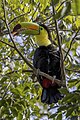 * Nomination Keel-billed toucan (Ramphastos sulfuratus sulfuratus) --Charlesjsharp 20:29, 29 March 2023 (UTC) * Promotion Good quality. --DXR 22:58, 29 March 2023 (UTC)