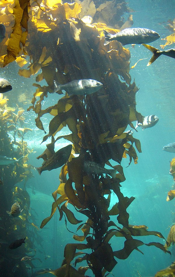 Giant kelp, Macrocystis pyrifera, an example of a multicellular stramenopile, is a large seaweed, up to 45 metres (150 feet) long, in the Phaeophyceae