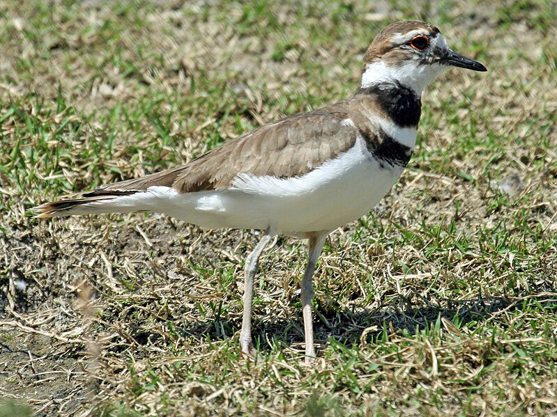 File:Killdeer (Charadrius vociferus) RWD5.jpg