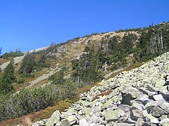 Felsenmeer und typische Vegetation am Ziegenrücken