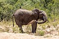 * Nomination Elephant, Kruger National Park, Mpumalanga, South Africa --XRay 03:02, 16 May 2024 (UTC) * Promotion  Support Good quality. --Plozessor 03:15, 16 May 2024 (UTC)