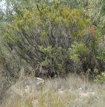 habit near Augusta Kunzea spathulata habit.jpg