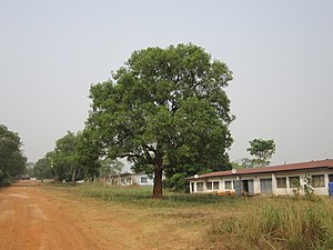 Lëng gi (Vitex doniana)