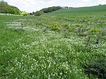 Geschützter Landschaftsbestandteil Schürenbach-Quellsumpf