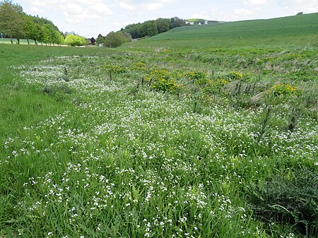 LB Schürenbach Quellsumpf