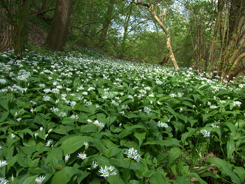 File:LSG Westlicher Steilhang des Rurtales Bärlauch (Allium ursinum) 1 DE-NW.jpg