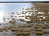 Thrombolieten aan de kust van het West-Australische dorp Lake Clifton