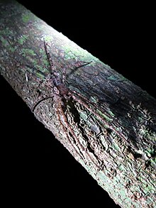 Large Spider on a Tree Trunk - Flickr - treegrow.jpg