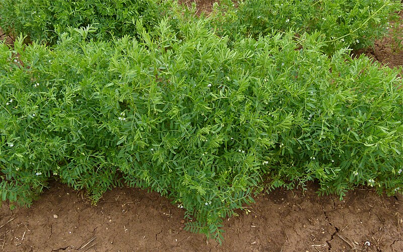 File:Lentil plants.jpg