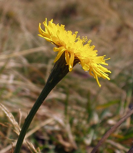 Кульбаба. Leontodon pyrenaicus. Кульбаба осенняя - Leontodon autumnalis. Кульбаба растение.