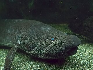 Marbled lungfish Species of fish