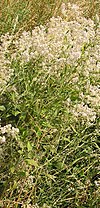 Lepidium latifolium 2005.07.17 10.31.30.jpg