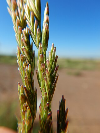 <i>Disakisperma</i> Genus of flowering plants