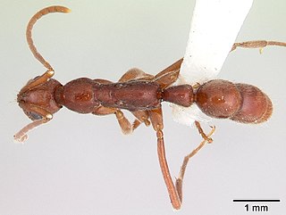 <i>Leptogenys manni</i> Species of ant