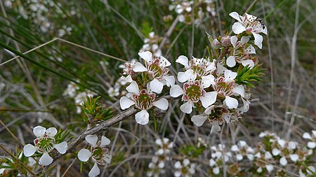 Leptospermum_arachnoides