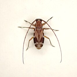 Lepturges virgatus