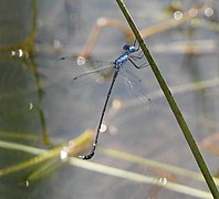 Lestes praemorsus 20.jpg