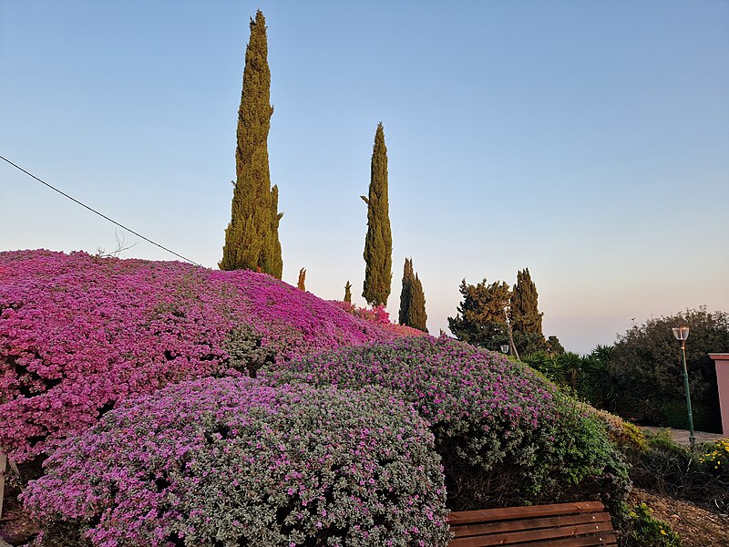 File:Leucophyllum in Givat Nesher 04.jpg