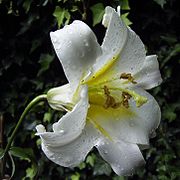 Lilium sargentiae