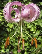 Lilium lankongense