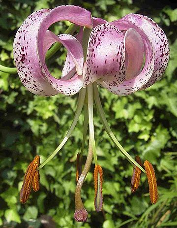 File:Lilium lankongense.jpg