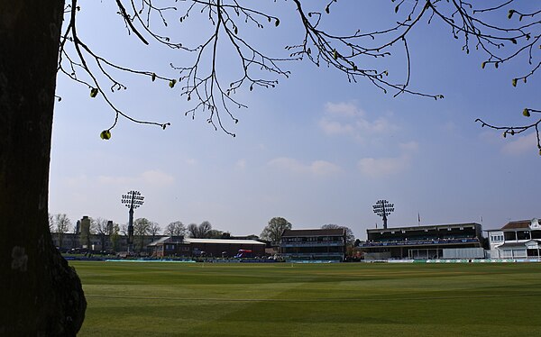 The stands and the replacement lime tree in 2017