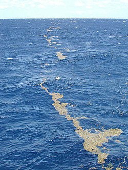 אצות מסוג "סרגסום" צפות על פני הים