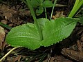 2017年7月14日 (金) 12:56時点における版のサムネイル