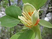 Liriodendron tulipifera, closely related to L. chinense from China Liriodendronflower0117.JPG