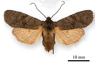 <i>Lithophane adipel</i> Species of moth