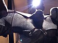 Little yellow-shouldered bat wingspa