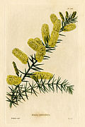 535 Acacia verticillata
