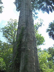 "The Senator", Big Tree Park, Longwood, Florida