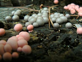Lycogala epidendrum - Pink and brown slime molds.jpg